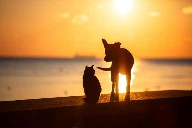 5- GLGELER TERCH EDN    Scak havalarda vcudunuzu soutmak nemlidir. zellikle dardaysanz her zaman glgede kalmay tercih etmek size iyi gelecektir.