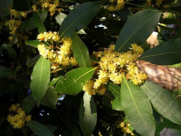 Zehirli defne trleri olduu iin hangi trnn kullanldndan emin olmak gerekir.