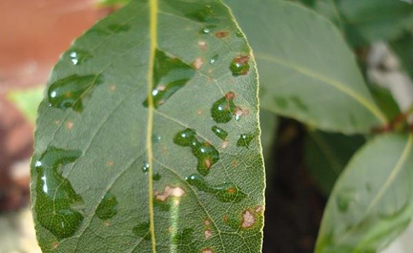 Defne yal sabun cilt gzellii iin kullanlr. Defne sabunu derideki gzenekleri ap rahatlatr. Kuru cildi nemlendirir.