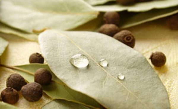 Defne ya, ya asitleri ve esansiyel yalardan meydana gelir ve ok gl antioksidan ve antiseptik etkinlikteddir.