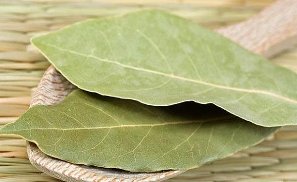 Hamilelerin kullanmas sakncaldr. Defne ya alerjiye neden olabilir.