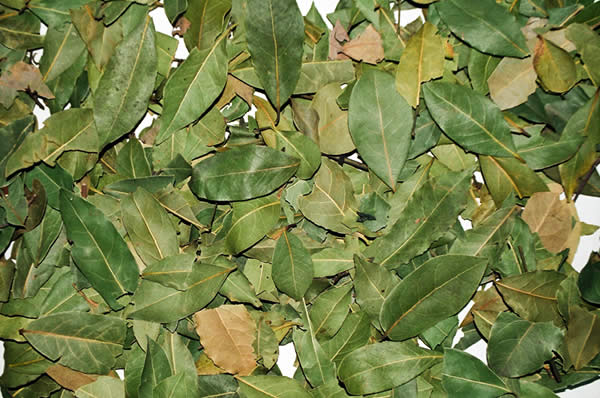 Yaban defnesi, Arabistan defnesi gibi trleri zehirlidir.