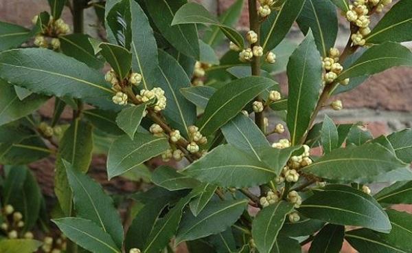 Romatizmal rahatszlklarda masaj ya ierisinde lokal olarak kullanlr. Sedef ve egzemada kullanlan bitkisel kremlerin iinde de bulunur. Defne yann spazm zc yang ve ar giderici etkisi bulunur. Defne ya Hatayda sabun yapmnda kulanlr.