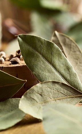 Kozmetik amal ok faydal olan defne yapra, elde edilen ya ile antiseptik zelliklie sahip.