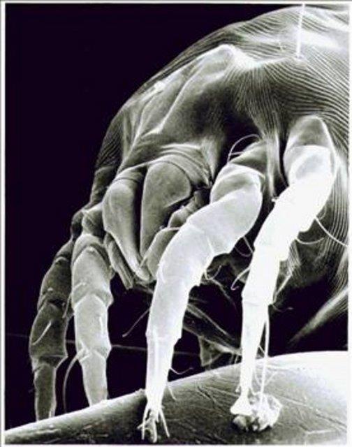 Gne nn olmamas (gne nlar maytlar imha eder).