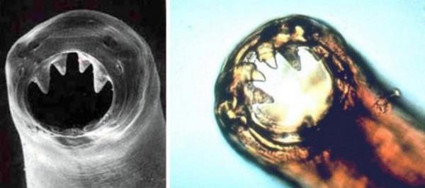 nsan sal iin byk tehlike oluturmaktadrlar.