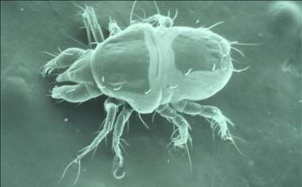 te evimizi paylatmz o 'korkun' canavarlar