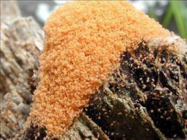 Birok ikayete, gerek hayatta btn ev tozlarnda bulunamayan, fakat mnhasran yatakta bulunan ev tozu mayt sebep olur.