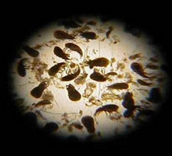 Semptomlar daima verilen bir yer ile (rnein yatak odas) ilgilidir.