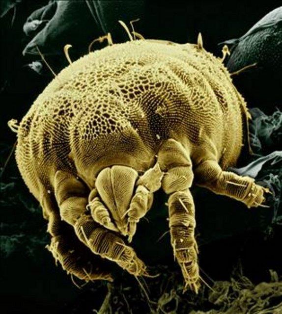 <b>Alerji semptomlar ise;</b> haprma, rhinorrhea (burun aknts), burun kanmas, burun tkanmas, gzlerin ve daman kanmasdr.