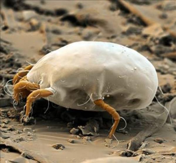 ikayetlere, aadaki durumlarda ev tozu mayt sebebiyet verebilir: