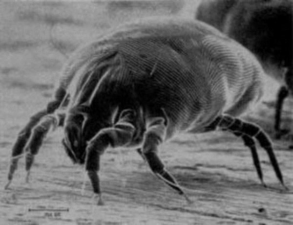 7-10 gnden fazla sren sulu burun aknts. Burun ikayetleri ate olmadan grlr. Bir Antibiyotik tedavisinden sonra dahi, semptomlar iyilemez.