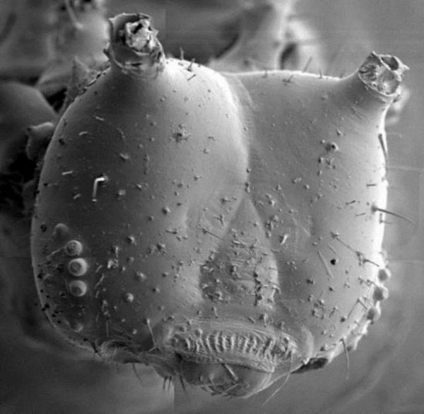 nsan vcudunda milyarlarca akar yaamaktadr. En ok hal, koltuk, yatak ve tyl veya kirli ortamlarda bulunur.