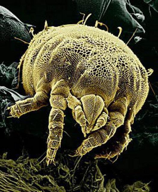 te evimizi paylatmz o 'korkun' canavarlar