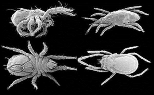 te evimizi paylatmz o 'korkun' canavarlar