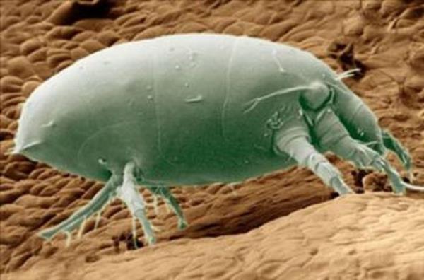 te evimizi paylatmz o 'korkun' canavarlar