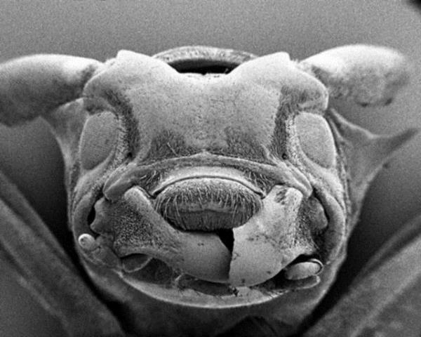 Mite diye adlandrlan ev akarlar yap olarak oval ekillerdedir, insan, hayvan ve dier canllarn yaad her ortamda yaarlar.