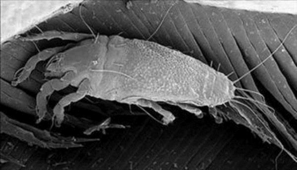 te evimizi paylatmz o 'korkun' canavarlar