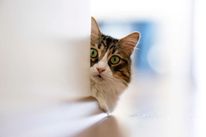 Ancak bu, evcil kedilerden uzak durulmas gerektii anlamna gelmiyor. Uzmanlara gre kedileri evde tutmak ve zellikle sokak kedileriyle temastan kanmak enfeksiyon riskini azaltmak iin etkili nlemler arasnda.    Dr. Chen, "Bu vaka, oyun amal bir trmalamann bile baz bireylerde ciddi sonulara neden olabileceini gsteriyor," diyerek u hatrlatmada bulundu: ?izik, srk veya yalama sonrasnda devam eden ba ars, kafa karkl ya da grme deiiklikleri gibi belirtiler yaanyorsa mutlaka doktora detayl bilgi verilmeli.?