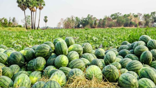 BYK LDE DOAL EKERE SAHP<p>    Karpuzun byk lde doal eker ieriine sahip. Yaklak ierisinde 17 gram eker bulunuyor. Bu oran baz antioksidan zengini meyvelerden daha fazla ama ananasa gre daha dktr.