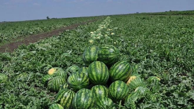 MGREN OLARAN KARPUZDAN KAINMALI<p>    Ayrca, migreni olan kiilerinde karpuz yemekten kanmalar gerektii vurgulanyor. Bunun nedeni ise karpuzun tiramin ad verilen ve migreni tetikleyen bir doal amino asit iermesi.<p>    Karpuz, peynir, ilenmi etler, fermente gdalar ve alkol gibi yksek tiramin ieren gdalarn baz depresyon ilalaryla birlikte tketildiinde kan basnn artryor. ok nadir olsa da baz kiilerde karpuz alerjik reaksiyonlara yol aabiliyor.