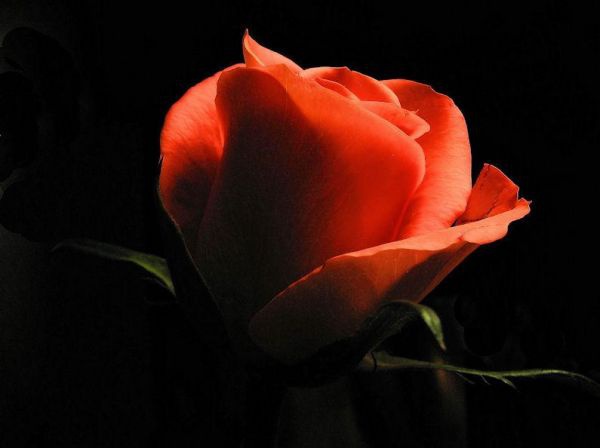 <b>Hakka 33-35:</b> Hayatnn vazgeilmezleri olsun. Onlar kk karlar iin asla feda etme.