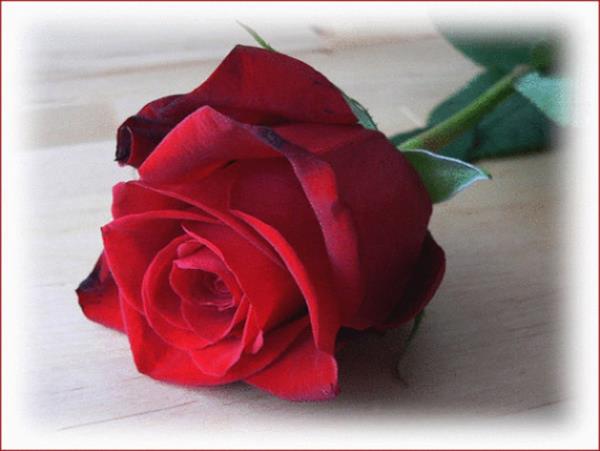 <b>Har 10:</b> Muhatabna gvenmek istiyorsan, nce sen gvenilir ol.