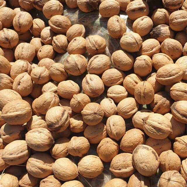 Prof. Dr. Canan Karatay, gnde iki tam Mara ceviziyle yaplan kahvaltnn, enerji ve omega-3 asndan ekmee oranla ok daha faydal olduunu belirtti.