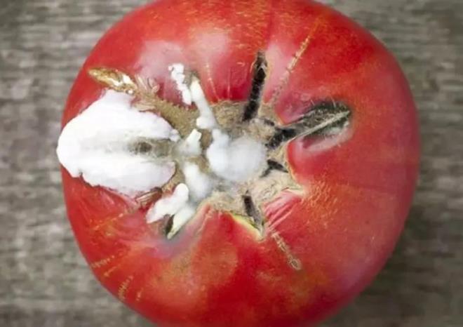 RK DOMATESTEN EK GBRES    <p>  Eer elinizde rk domates varsa iek gbresi olarak deerlendirebilirsiniz. Bunun iin domatesleri bakla kk paralar halinde kesin ve bir kaba koyun, iine biraz pirin ykama suyu dkn ve slatn, ardndan plastik bir rt ile rtn ve mayalanmaya brakn