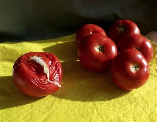 Alveri yaparken araya kaynayan veya saklama koullarndan dolay ryen domateslerinizi pe atyorsanz sakn atmayn.Yemeklere sala, kzartmalara sos olarak elik eden domates, mutfaklarn vazgeilmez besinleri arasnda yer alyor.<p>Ancak yaz aynn favori besinlerinden olan domates de ne yazk ki doru ekilde saklanmadnda hemen ryebiliyor.