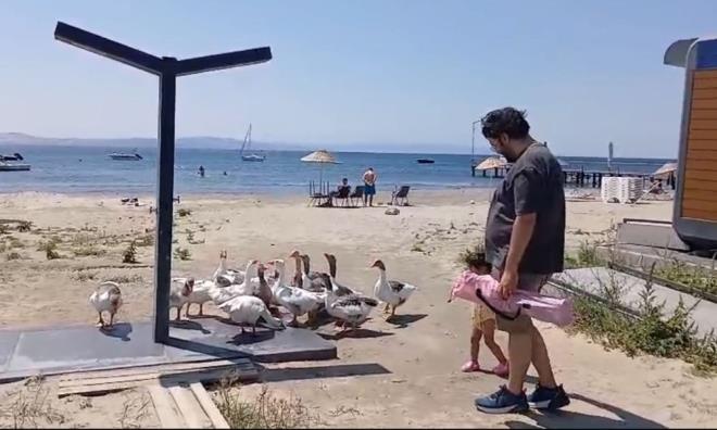 Tatilciler tarafndan baheden alnp, sahile getirilen kazlar, onlarla birlikte du altnda serinledi.