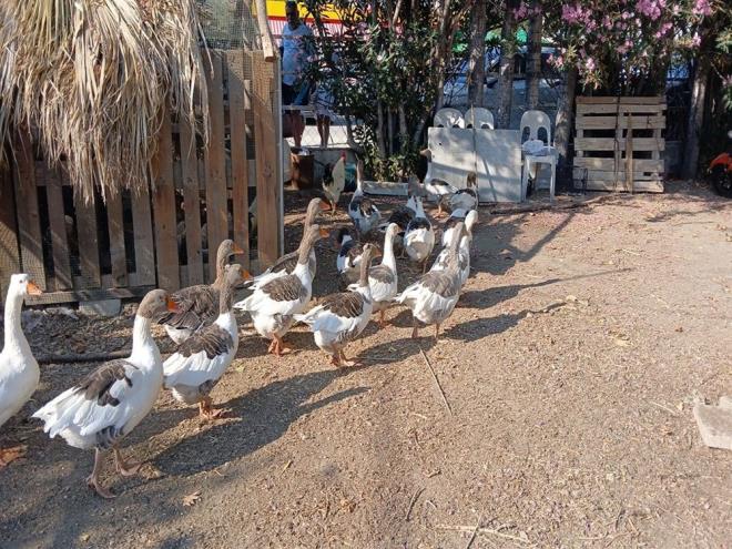 BR AY BOYUNCA KMESTE KALDILAR    Cezai ilem uygulanmamas iin kmese kapatlan kazlardan 8'inin scak hava ve strese bal olarak ld iddia edildi.