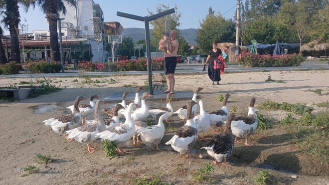 Kararn tebli edildii kazlarn sahibi Mehmet Keni ile kz Baak Keni, bir ay boyunca kmeste kapal olan kazlar baheye kard.    artl olarak kmesten kmalarna izin verilen kazlar merak eden tatilciler, Keni?in iftlii andran bahesine ziyarette bulunurken kazlar da beraberlerinde sahile indirmeye balad.