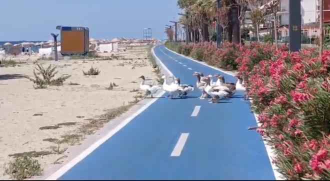 Baheden kp sahile inmeye balayan kazlar yine tatilcilerin ilgi oda oldu.