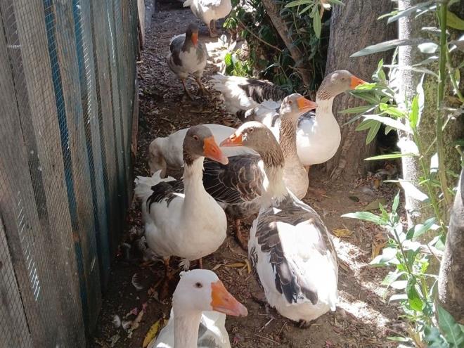 Balkesir'de denize girdikleri iin ikayet edilerek kmese kapatlan kazlar, "denize girmemek" ve "sokaa kmamak" artyla tahliye edilmiti.