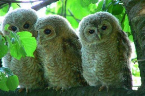 Bayku bacaya konarsa o evden l kar.