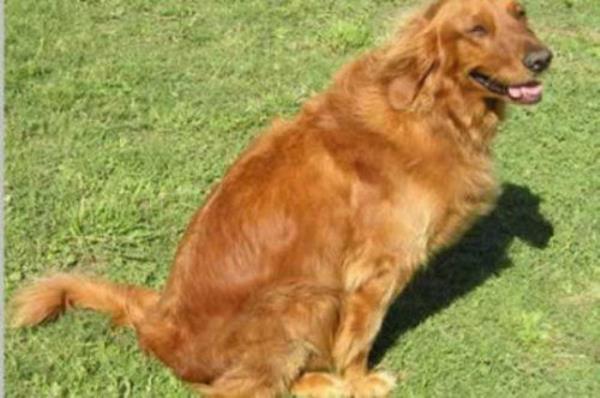 Kpein havlamasndan mana karmak.