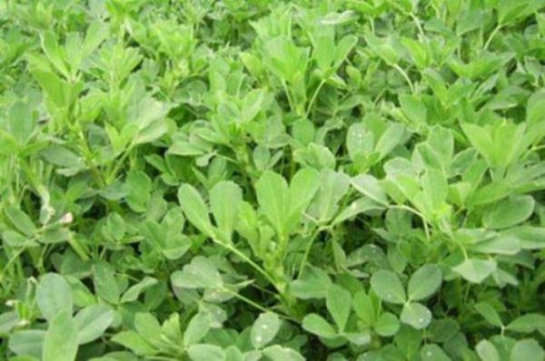 Drt yaprakl yonca uur getirirmi.