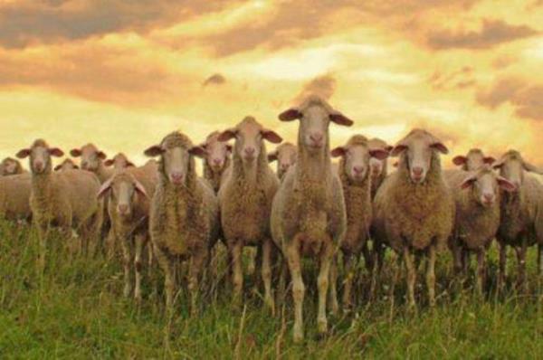 Kurbann kann alnnn ortasna srmek.