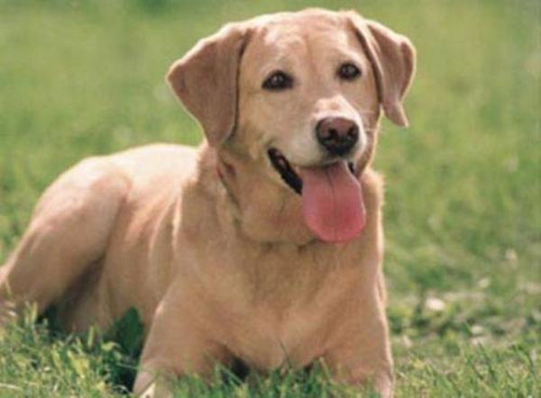 Akam ve yats ezanlar okunurken kpek ulursa o civarda biri lr.