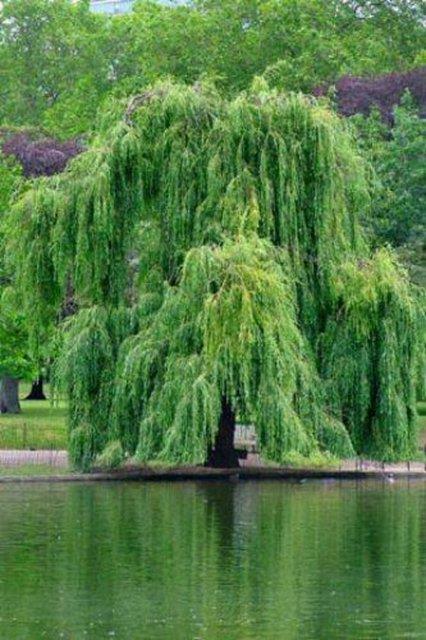 Ksmetin almas iin yeni kesilmi st dallaryla yoldan geenlerin kafalarna vurmak.