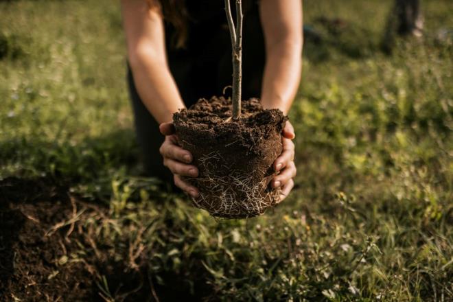2-AVUSTRALYA-TEK BAINA AA DKMEK    Baz eyaletlerde, aa dikmek iin belediyeden izin almak gerekiyor. Rastgele dikilen aalar iin ceza uygulanabiliyor.
