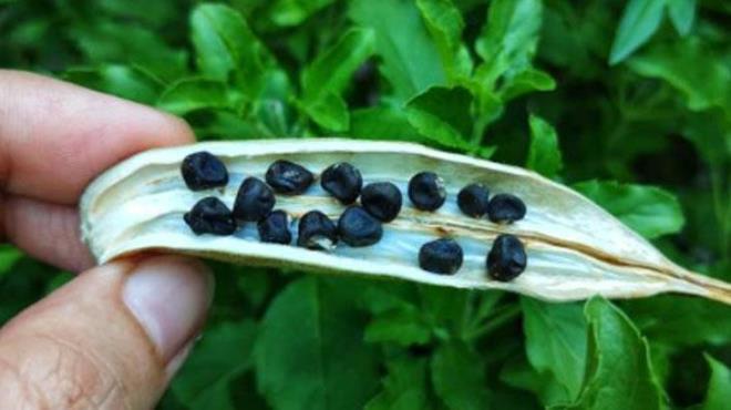 Bamya tohumunu aktarlardan, organik rn satan maazalardan veya gvenilir online platformlardan kolayca temin edebilirsiniz. Tazeliine ve organik olmasna dikkat edin, nk kalitesiz tohumlar beklenen etkiyi gstermeyebilir. Ayrca, herhangi bir salk sorununuz varsa veya dzenli ila kullanyorsanz, bamya tohumu tketimine balamadan nce doktorunuza danmanz faydal olacaktr.