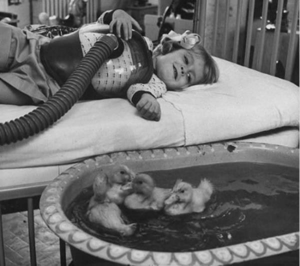 Hayvanlarn tbbi tedavinin bir paras olarak kullanlmas, 1956