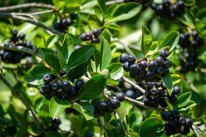 Sinop Valisi Mustafa zarslan, Vali Yardmcs Ali Osman Bulat, AK Parti Sinop l Bakan Yakup ncolu, l Tarm ve Orman Mdr Fatih nlem ve l Genel Meclis yesi Demirhan Demirkol ile birlikte Demirci Ky'nde, Mustafa Mertz'n 2019 ylndan bu yana reticiliini yapt aronya bahesini ziyaret etti.