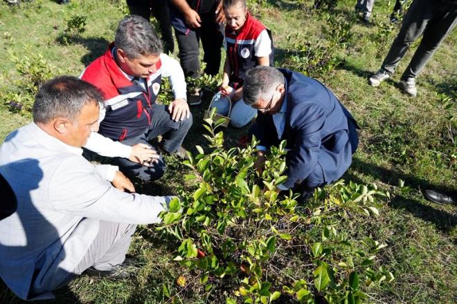 Vali zarslan, antioksidan bakmndan zengin aronya retiminin gda ve salk sektrnde artan nemine dikkat ekerek, bu retimin hem reticimize ekonomik katk saladn hem de Sinop tarmnn eitliliine deer kattn ifade etti. reticilere bereketli bir hasat sezonu temennisinde bulundu.