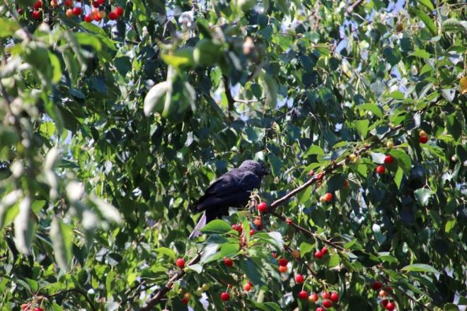Uzmanlar gnlk beslenmeye kk miktarlarda aronya eklemenin, uzun vadede sala birok fayda salayabilecei belirtiliyor.