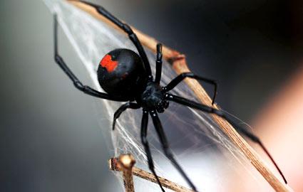 �ngiltere'de kara dul �r�mce�i taraf�ndan �s�r�lan bir adam�n aya�� neredeyse kesilecekti. Doktorlar�n uzun s�reli m�dahalesi sonucu adam�n aya�� kurtar�ld�.