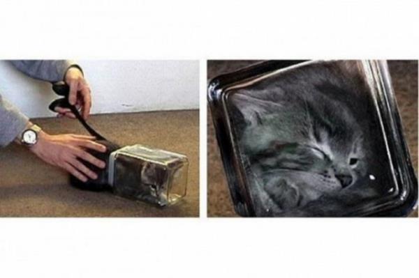 <b>Bonsai Kedileri:</b> Amerika'da bir internet sitesinde yavru kedileri kavanoz iinde yetitirip kavanozun eklini alacan ileri sren "bonsai kedi" retme teknikleri halk ayaa kaldrd.