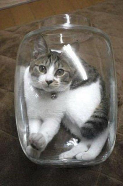 Oysaki web sitesi ve internette e-posta biiminde yaylan haberler Amerika'da MIT niversitesi sosyoloji blm rencilerinin, halkn tepkisini lmek iin yapt baarl bir dev almasndan baka bir ey deildi.